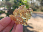 Natural Copal Amber Specimens with Insect and Plant Inclusions x 12 From Lemur Island, Madagascar - Toprock Gemstones and Minerals 