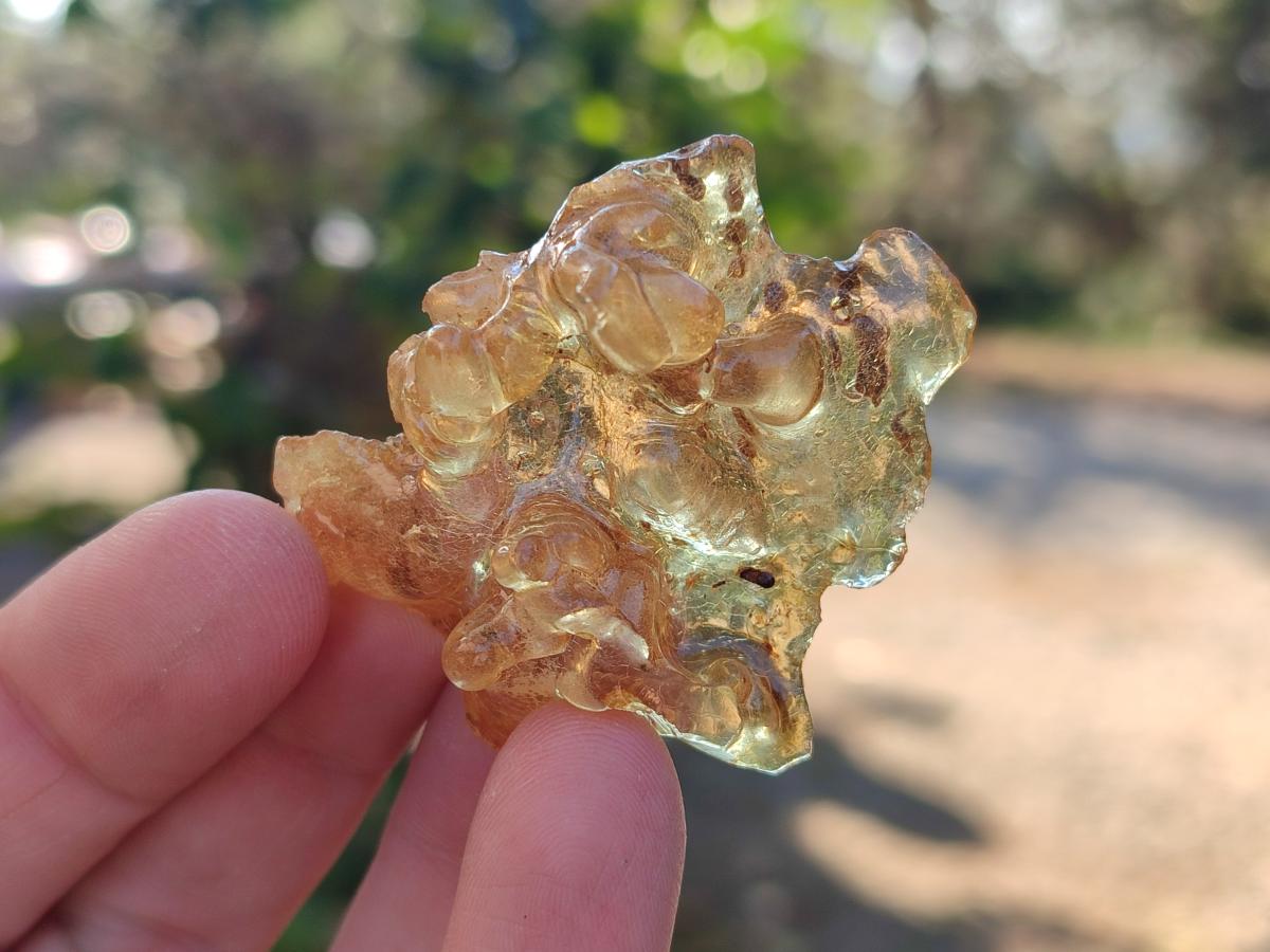 Natural Copal Amber Specimens with Insect and Plant Inclusions x 12 From Lemur Island, Madagascar - Toprock Gemstones and Minerals 