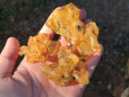 Natural Copal Amber Specimens with Insect and Plant Inclusions x 12 From Lemur Island, Madagascar - Toprock Gemstones and Minerals 
