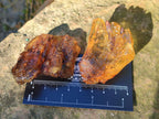 Natural Copal Amber Specimens with Insect and Plant Inclusions x 12 From Lemur Island, Madagascar - Toprock Gemstones and Minerals 