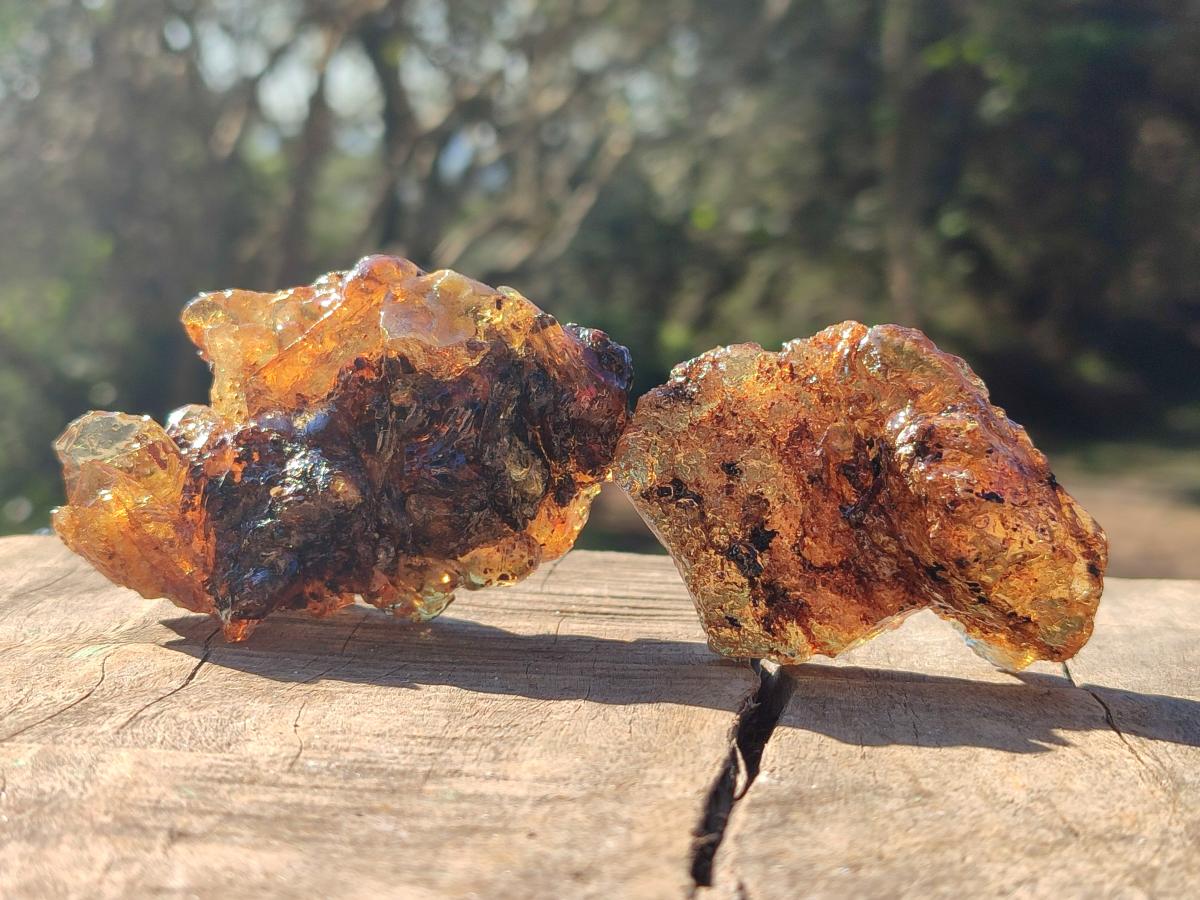 Natural Copal Amber Specimens with Insect and Plant Inclusions x 12 From Lemur Island, Madagascar - Toprock Gemstones and Minerals 