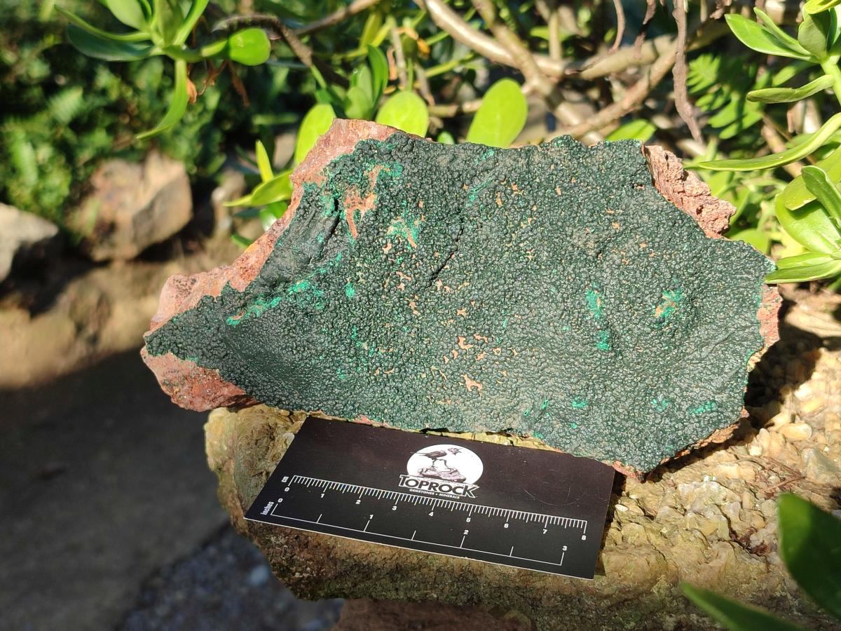 Natural Cabinet Size Botryoidal Crystalline Malachite Specimens on Dolomite Matrix x 2 From Congo - Toprock Gemstones and Minerals 