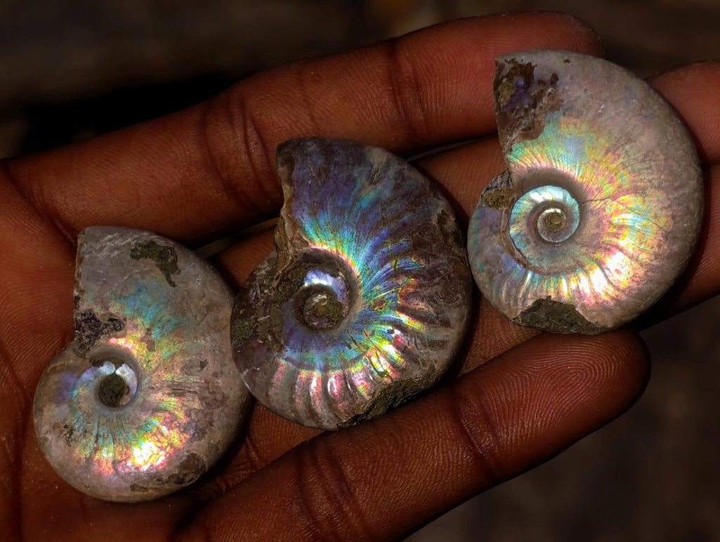 Natural Mini Iridescent Opalized Cleoniceras Ammonite Fossils x 70 From Tulear, Madagascar - Toprock Gemstones and Minerals 