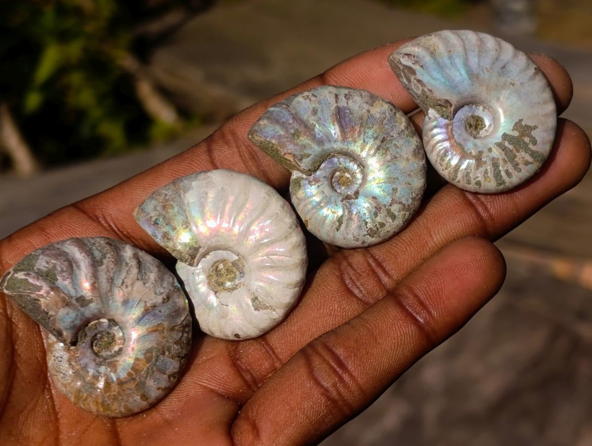 Natural Mini Iridescent Opalized Cleoniceras Ammonite Fossils x 70 From Tulear, Madagascar - Toprock Gemstones and Minerals 