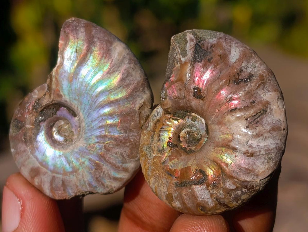 Natural Mini Iridescent Opalized Cleoniceras Ammonite Fossils x 70 From Tulear, Madagascar - Toprock Gemstones and Minerals 