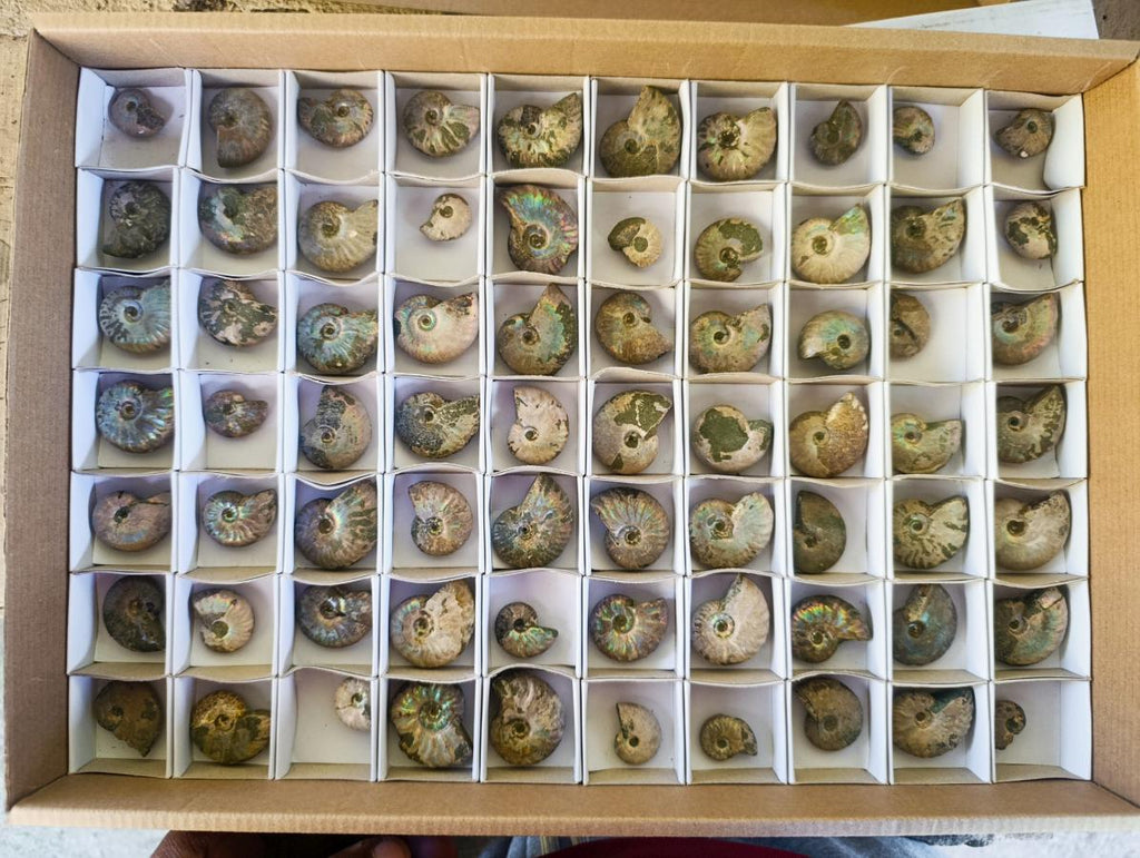 Natural Mini Iridescent Opalized Cleoniceras Ammonite Fossils x 70 From Tulear, Madagascar - Toprock Gemstones and Minerals 