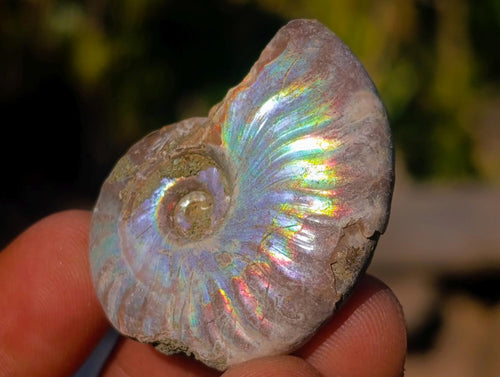 Natural Mini Iridescent Opalized Cleoniceras Ammonite Fossils x 70 From Tulear, Madagascar - Toprock Gemstones and Minerals 