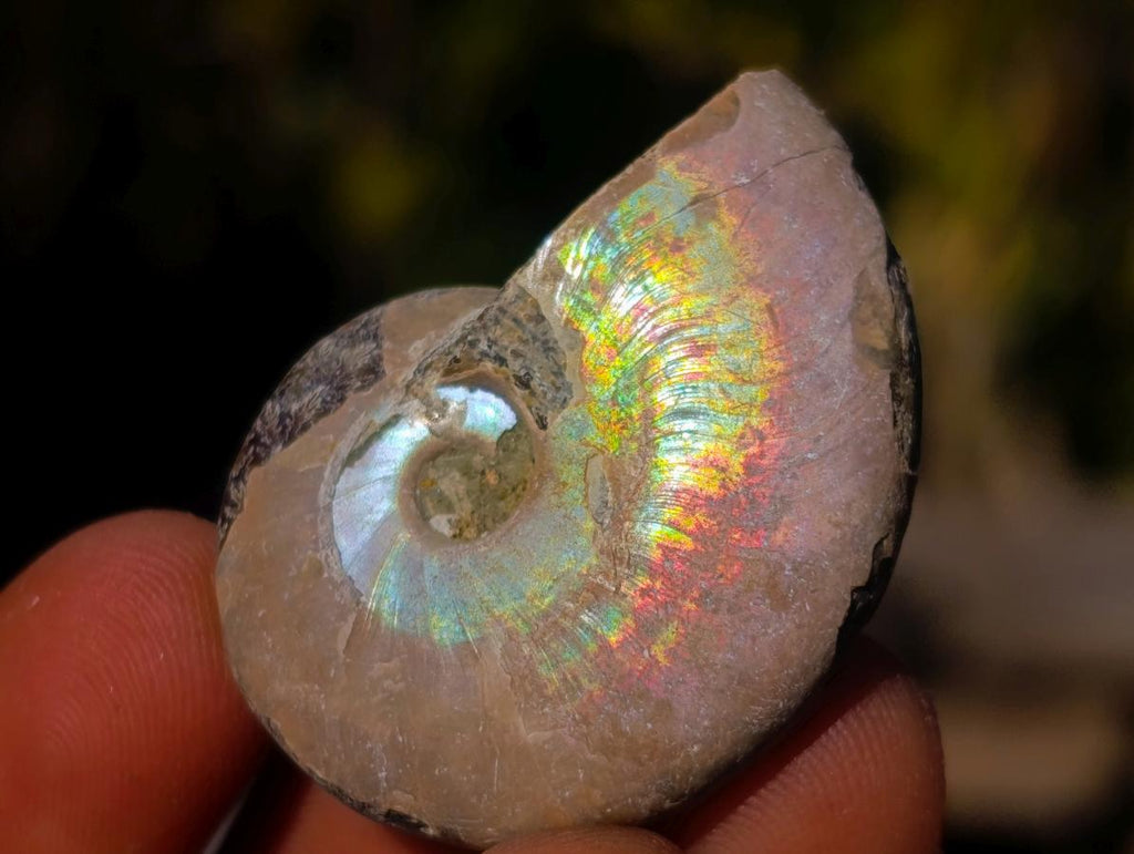 Natural Mini Iridescent Opalized Cleoniceras Ammonite Fossils x 70 From Tulear, Madagascar - Toprock Gemstones and Minerals 