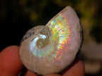 Natural Mini Iridescent Opalized Cleoniceras Ammonite Fossils x 70 From Tulear, Madagascar - Toprock Gemstones and Minerals 