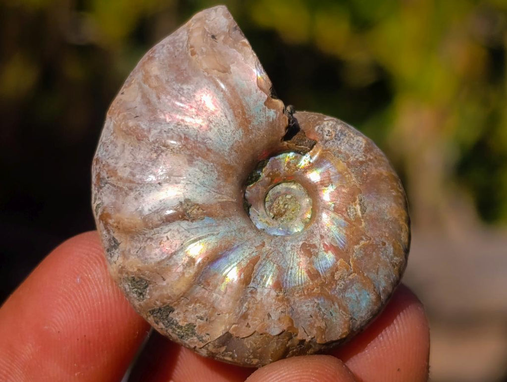 Natural Mini Iridescent Opalized Cleoniceras Ammonite Fossils x 70 From Tulear, Madagascar - Toprock Gemstones and Minerals 