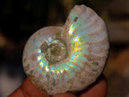 Natural Mini Iridescent Opalized Cleoniceras Ammonite Fossils x 70 From Tulear, Madagascar - Toprock Gemstones and Minerals 