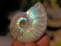 Natural Mini Iridescent Opalized Cleoniceras Ammonite Fossils x 70 From Tulear, Madagascar - Toprock Gemstones and Minerals 