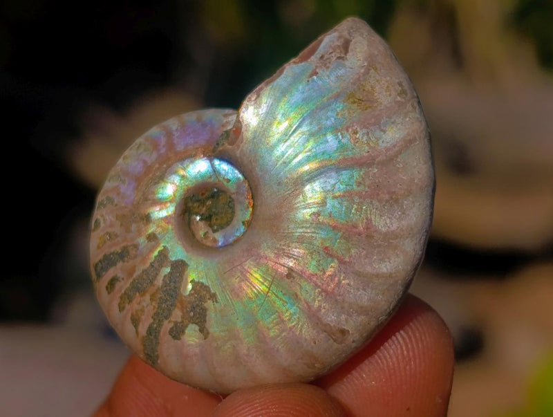 Natural Mini Iridescent Opalized Cleoniceras Ammonite Fossils x 70 From Tulear, Madagascar - Toprock Gemstones and Minerals 