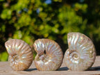 Natural Mini Iridescent Opalized Cleoniceras Ammonite Fossils x 70 From Tulear, Madagascar - Toprock Gemstones and Minerals 