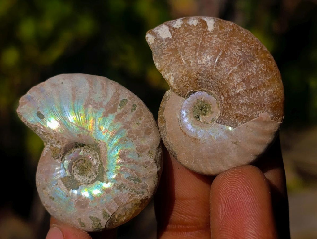 Natural Mini Iridescent Opalized Cleoniceras Ammonite Fossils x 70 From Tulear, Madagascar - Toprock Gemstones and Minerals 