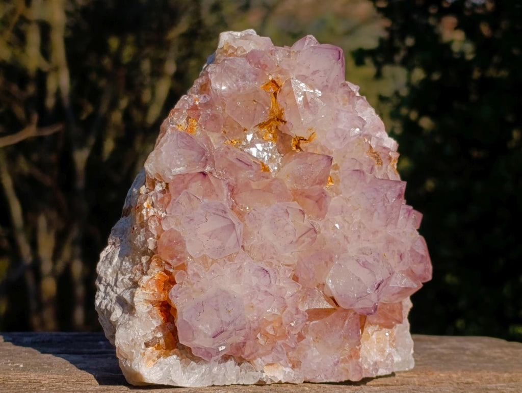 Natural Spirit Amethyst Cluster with Cactus Flower Formations x 2 From Boekenhouthoek, South Africa - Toprock Gemstones and Minerals 