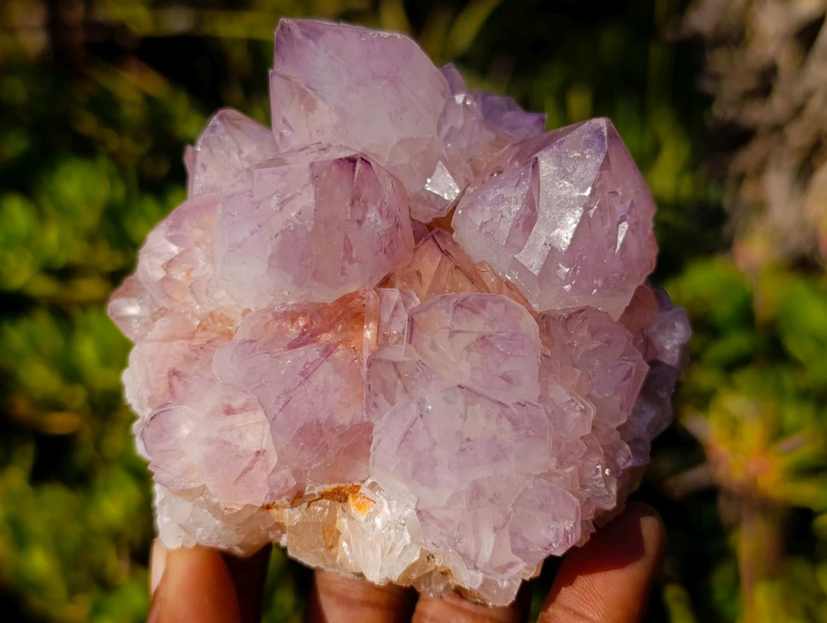 Natural Spirit Amethyst Cluster with Cactus Flower Formations x 2 From Boekenhouthoek, South Africa - Toprock Gemstones and Minerals 