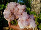 Natural Spirit Amethyst Cluster with Cactus Flower Formations x 2 From Boekenhouthoek, South Africa - Toprock Gemstones and Minerals 