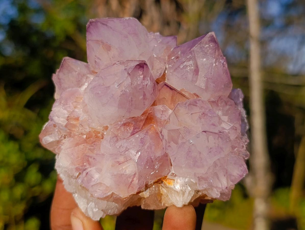 Natural Spirit Amethyst Cluster with Cactus Flower Formations x 2 From Boekenhouthoek, South Africa - Toprock Gemstones and Minerals 