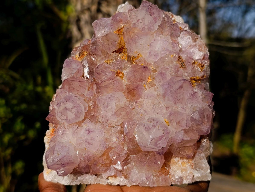 Natural Spirit Amethyst Cluster with Cactus Flower Formations x 2 From Boekenhouthoek, South Africa - Toprock Gemstones and Minerals 