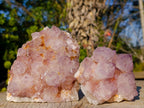 Natural Spirit Amethyst Cluster with Cactus Flower Formations x 2 From Boekenhouthoek, South Africa - Toprock Gemstones and Minerals 