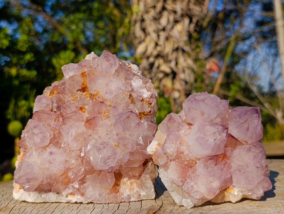 Natural Spirit Amethyst Cluster with Cactus Flower Formations x 2 From Boekenhouthoek, South Africa - Toprock Gemstones and Minerals 