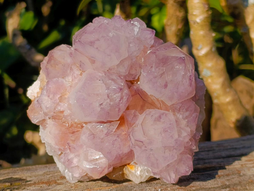 Natural Spirit Amethyst Cluster with Cactus Flower Formations x 2 From Boekenhouthoek, South Africa - Toprock Gemstones and Minerals 