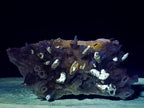 Natural Large Drusy Quartz Coated Spearhead Calcite Pseudomorph Cluster x 1 From Lesotho - Toprock Gemstones and Minerals 