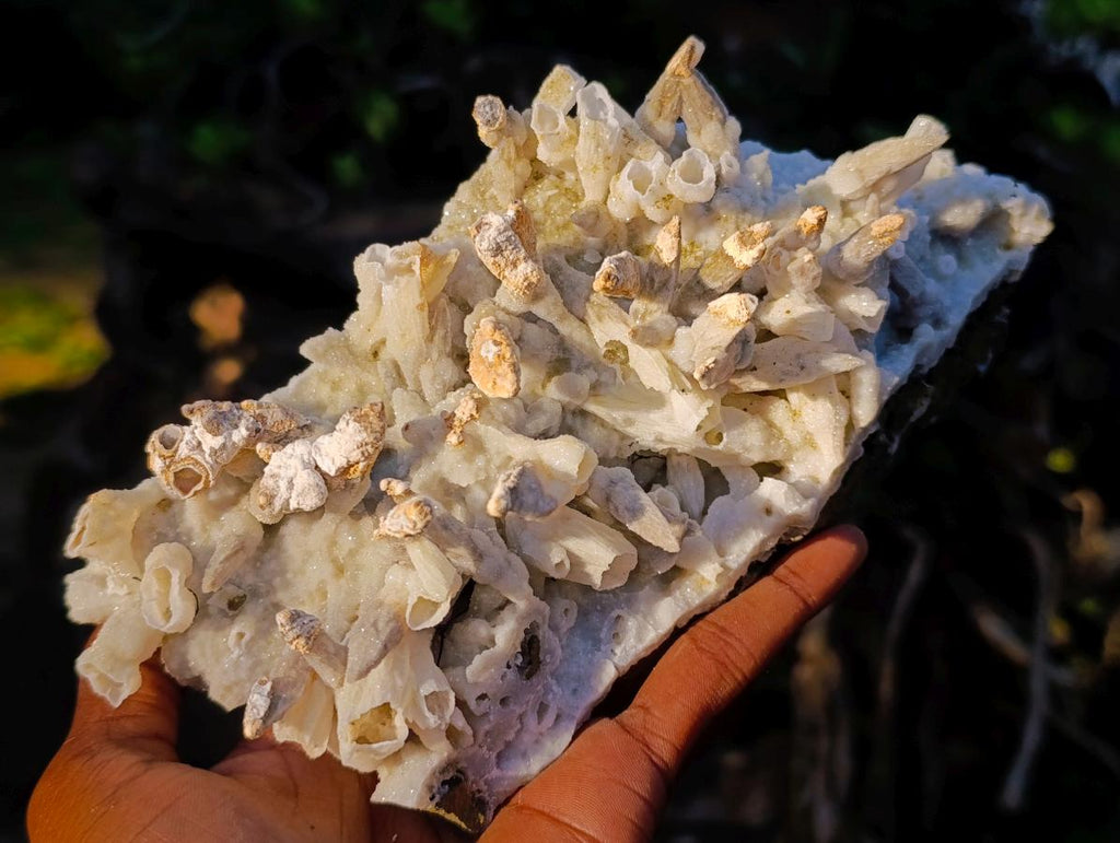Natural Large Drusy Quartz Coated Spearhead Calcite Pseudomorph Cluster x 1 From Lesotho - Toprock Gemstones and Minerals 