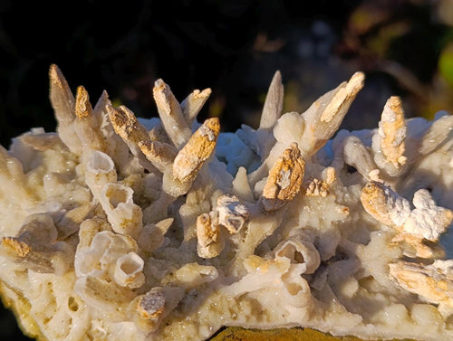 Natural Large Drusy Quartz Coated Spearhead Calcite Pseudomorph Cluster x 1 From Lesotho - Toprock Gemstones and Minerals 