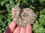 Natural Douvilleiceras Ammolite Ammonite Fossils x 12 From Maintirano, Madagascar