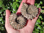 Natural Douvilleiceras Ammolite Ammonite Fossils x 12 From Maintirano, Madagascar
