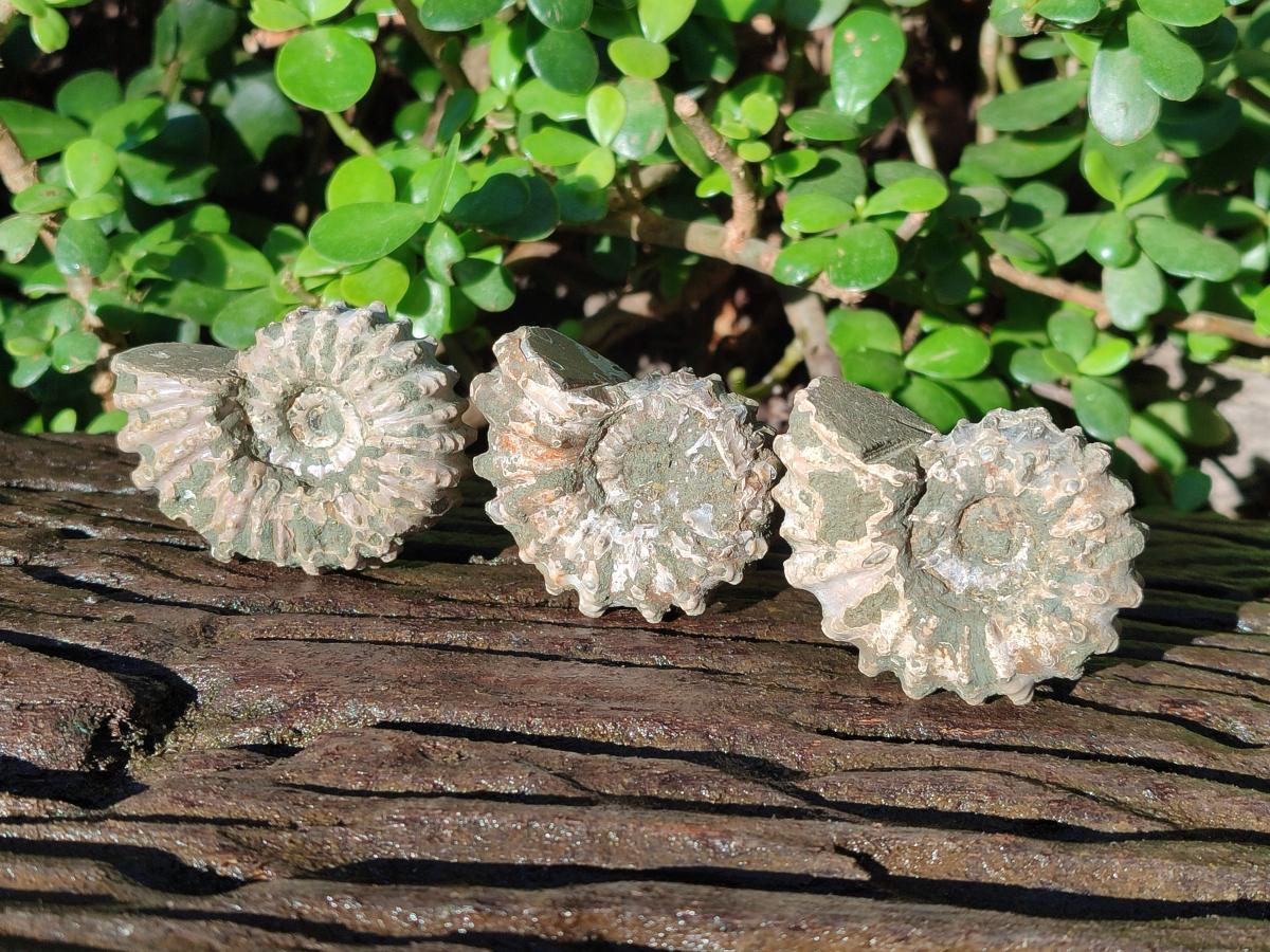 Natural Douvilleiceras Ammolite Ammonite Fossils x 12 From Maintirano, Madagascar