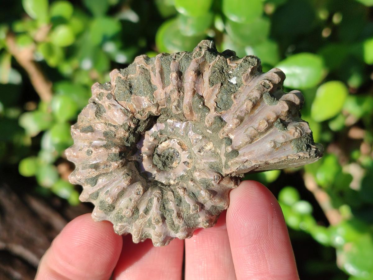 Natural Douvilleiceras Ammolite Ammonite Fossils x 12 From Maintirano, Madagascar