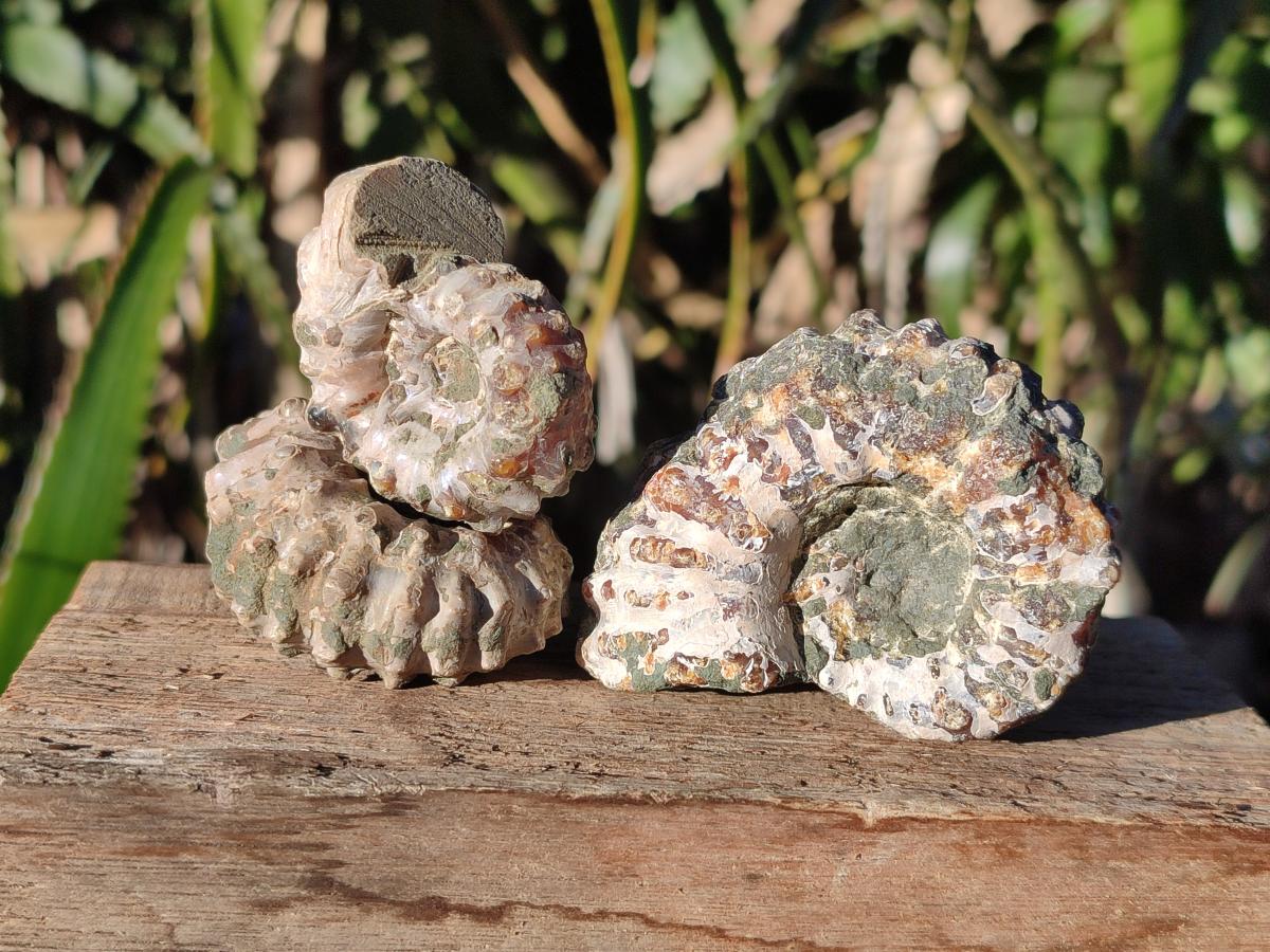 Natural Douvilleiceras Ammolite Ammonite Fossils x 12 From Maintirano, Madagascar