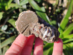Natural Douvilleiceras Ammolite Ammonite Fossils x 12 From Maintirano, Madagascar