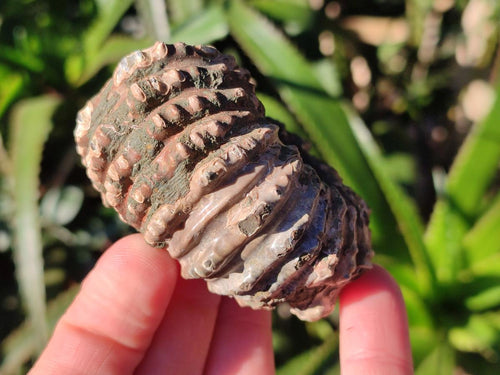 Natural Douvilleiceras Ammolite Ammonite Fossils x 12 From Maintirano, Madagascar