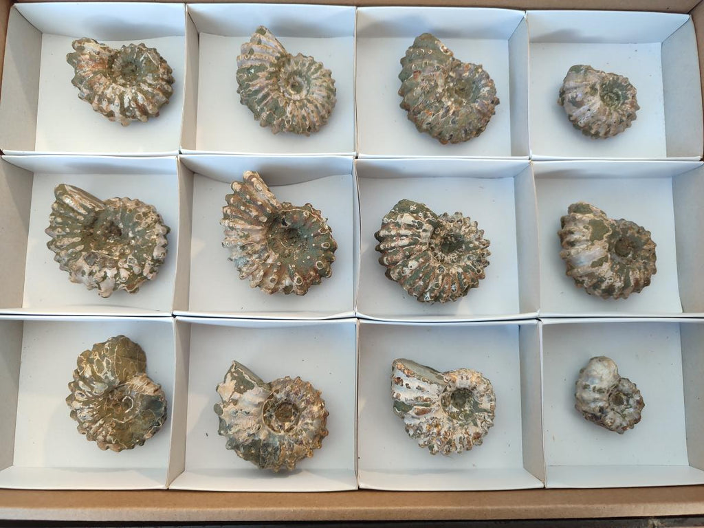 Natural Douvilleiceras Ammolite Ammonite Fossils x 12 From Maintirano, Madagascar