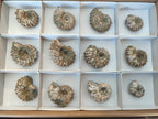 Natural Douvilleiceras Ammolite Ammonite Fossils x 12 From Maintirano, Madagascar