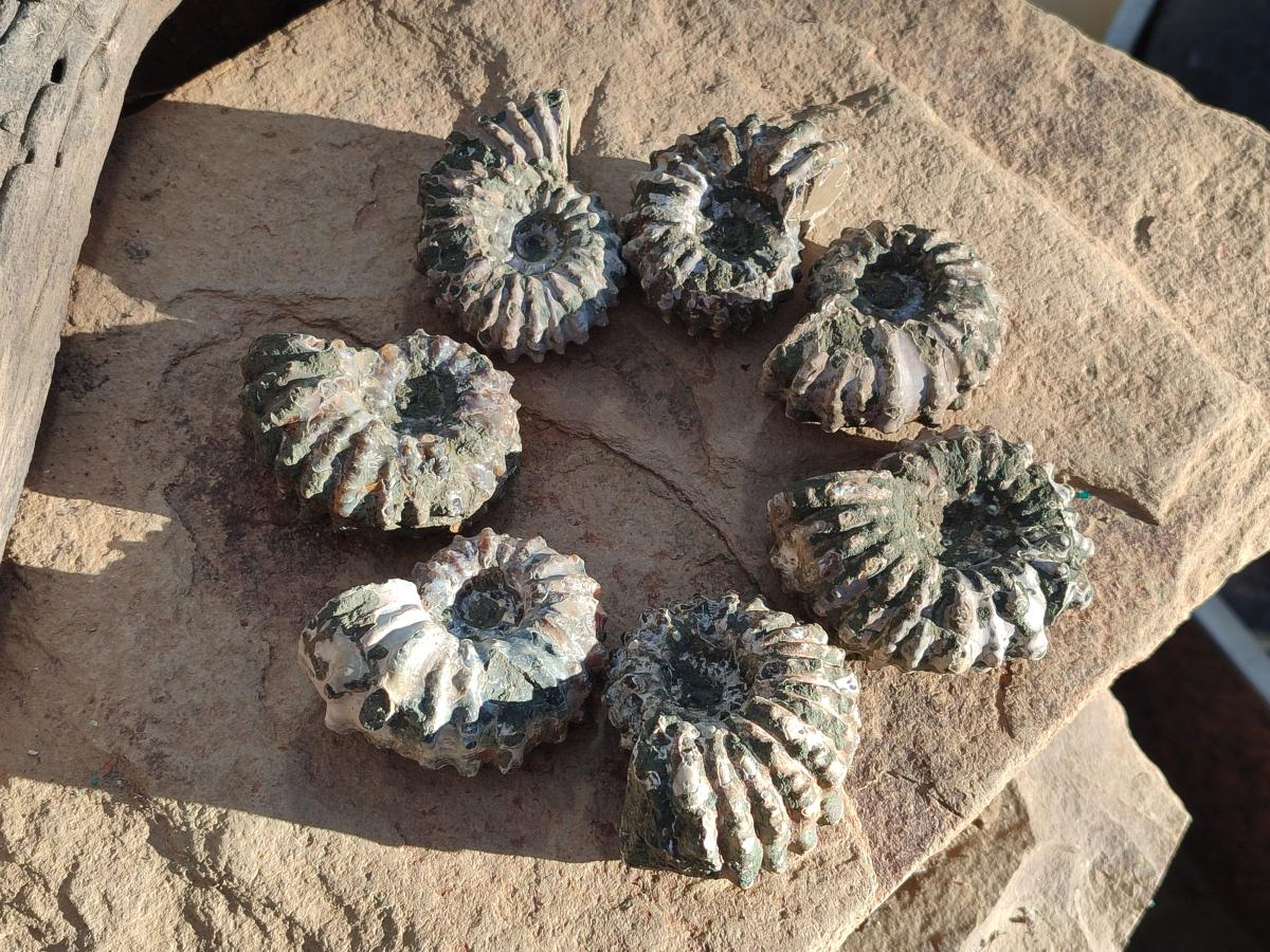 Natural Douvilleiceras Ammolite Ammonite Fossils x 12 From Maintirano, Madagascar