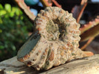 Natural Douvilleiceras Ammolite Ammonite Fossils x 12 From Maintirano, Madagascar