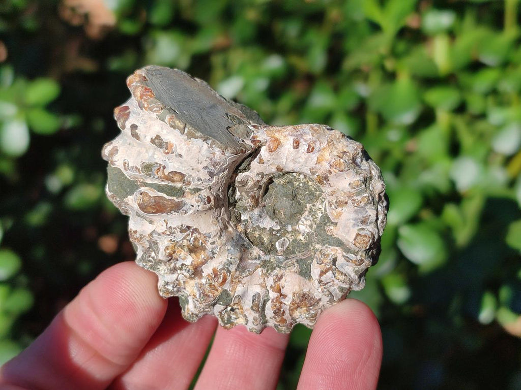 Natural Douvilleiceras Ammolite Ammonite Fossils x 12 From Maintirano, Madagascar
