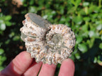 Natural Douvilleiceras Ammolite Ammonite Fossils x 12 From Maintirano, Madagascar