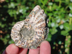 Natural Douvilleiceras Ammolite Ammonite Fossils x 12 From Maintirano, Madagascar
