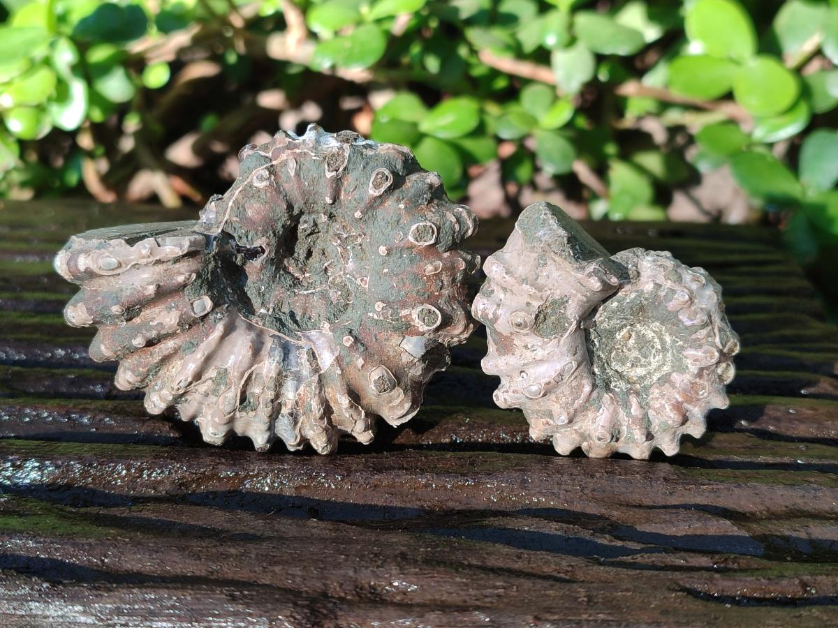 Natural Douvilleiceras Ammolite Ammonite Fossils x 12 From Maintirano, Madagascar