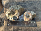 Natural Douvilleiceras Ammolite Ammonite Fossils x 12 From Maintirano, Madagascar