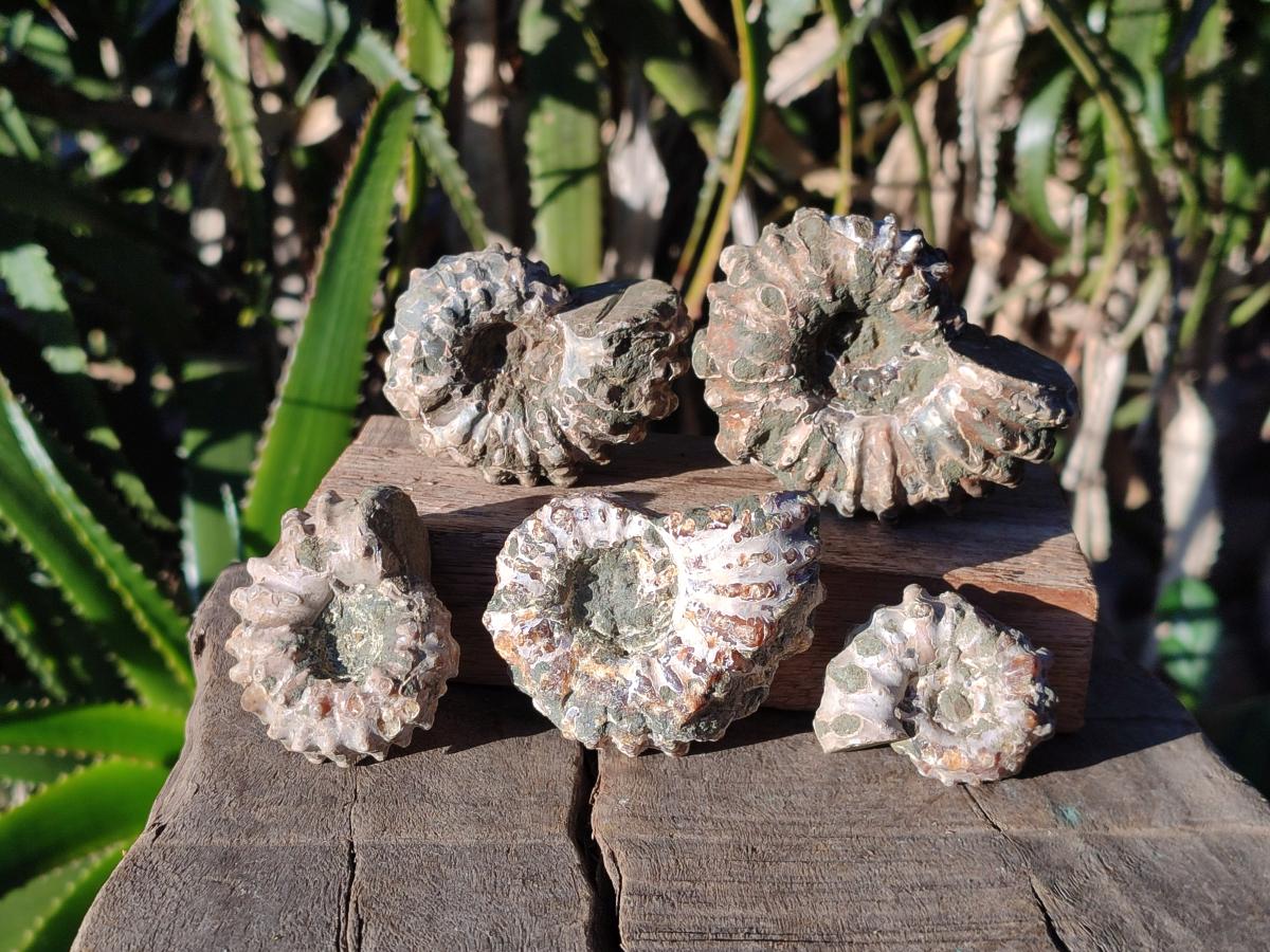 Natural Douvilleiceras Ammolite Ammonite Fossils x 12 From Maintirano, Madagascar