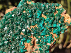 Natural Dioptase on Dolomite Specimens x 2 From Likasi, Congo - Toprock Gemstones and Minerals 