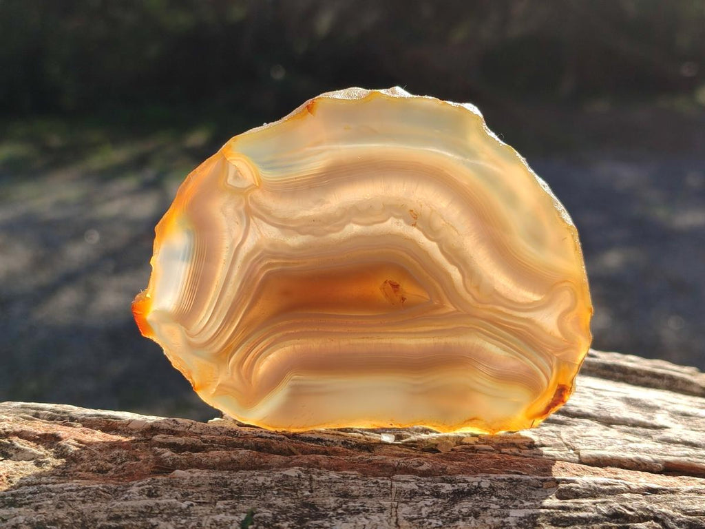 Polished Banded Agate Slices with Natural Edging x 12 From Madagascar - Toprock Gemstones and Minerals 