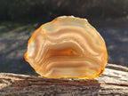 Polished Banded Agate Slices with Natural Edging x 12 From Madagascar - Toprock Gemstones and Minerals 